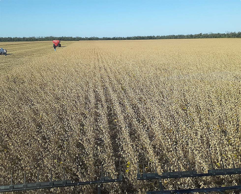 Campo Cosecha