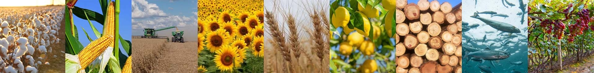Imagen relacionada al campo y la cosecha Agro Amaltea
