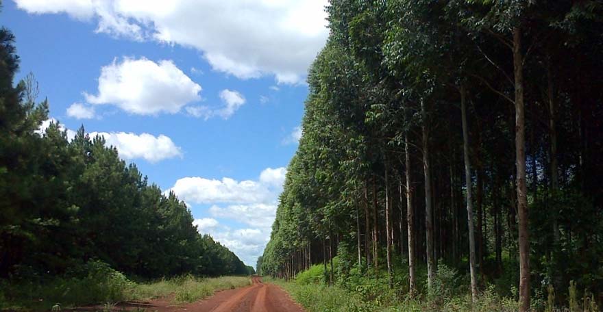Plantación Eucalyptus Agro Amaltea