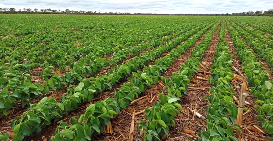 Soja Agro Amaltea