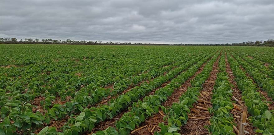 Cosecha Agro Amaltea